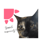 nyan's 01（個別スタンプ：6）