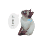nyan's 01（個別スタンプ：8）