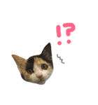 nyan's 01（個別スタンプ：10）