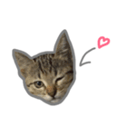 nyan's 01（個別スタンプ：11）
