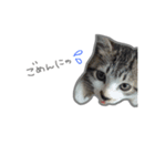 nyan's 01（個別スタンプ：14）