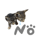 nyan's 01（個別スタンプ：16）
