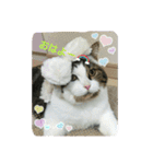 海とタイガ2（個別スタンプ：4）
