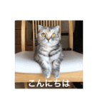 スコティッシュフォールドのめいです（個別スタンプ：2）