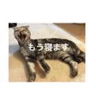 スコティッシュフォールドのめいです（個別スタンプ：4）