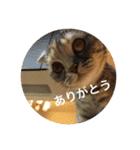 スコティッシュフォールドのめいです（個別スタンプ：5）