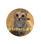 スコティッシュフォールドのめいです（個別スタンプ：7）