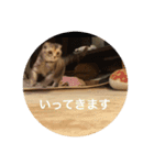 スコティッシュフォールドのめいです（個別スタンプ：8）