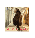 スコティッシュフォールドのめいです（個別スタンプ：9）
