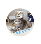 スコティッシュフォールドのめいです（個別スタンプ：12）