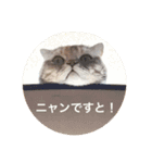 スコティッシュフォールドのめいです（個別スタンプ：13）