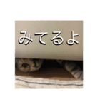 スコティッシュフォールドのめいです（個別スタンプ：14）