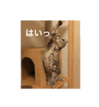 スコティッシュフォールドのめいです（個別スタンプ：16）