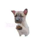 MyDOG Rupan（個別スタンプ：1）