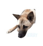 MyDOG Rupan（個別スタンプ：2）