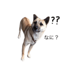 MyDOG Rupan（個別スタンプ：4）