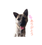 MyDOG Rupan（個別スタンプ：5）