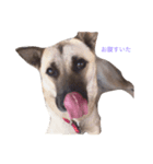 MyDOG Rupan（個別スタンプ：6）