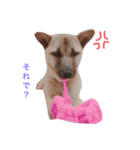 MyDOG Rupan（個別スタンプ：7）