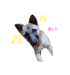MyDOG Rupan（個別スタンプ：8）