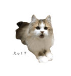 ねこですけど。（個別スタンプ：5）