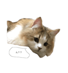 ねこですけど。（個別スタンプ：8）