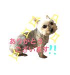 ヨークシャーテリアのアドレ（個別スタンプ：2）