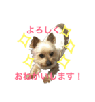 ヨークシャーテリアのアドレ（個別スタンプ：4）