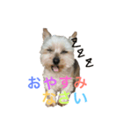 ヨークシャーテリアのアドレ（個別スタンプ：5）