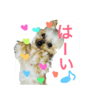 ヨークシャーテリアのアドレ（個別スタンプ：7）