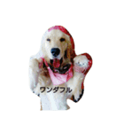 my pet peachcony（個別スタンプ：3）