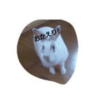 my pet peachcony（個別スタンプ：6）