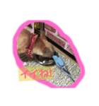 c.fam（個別スタンプ：4）
