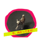 c.fam（個別スタンプ：7）