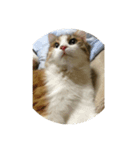 うちのねこ達（個別スタンプ：3）