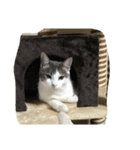 うちのねこ達（個別スタンプ：4）