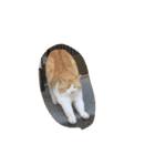 うちのねこ達（個別スタンプ：5）