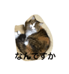 うちのねこ達（個別スタンプ：6）