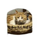 うちのねこ達（個別スタンプ：7）
