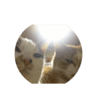 うちのねこ達（個別スタンプ：8）