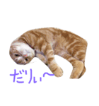 田中家のまる（個別スタンプ：6）