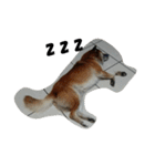 fox and kite（個別スタンプ：1）