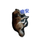 fox and kite（個別スタンプ：3）
