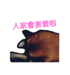 fox and kite（個別スタンプ：6）