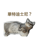 fox and kite（個別スタンプ：13）