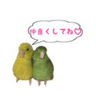 いやしのマメルリハ（個別スタンプ：1）
