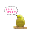 いやしのマメルリハ（個別スタンプ：8）
