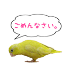 いやしのマメルリハ（個別スタンプ：9）