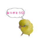 いやしのマメルリハ（個別スタンプ：10）