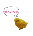 いやしのマメルリハ（個別スタンプ：11）